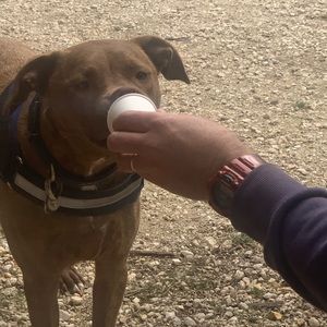 Meet your Posher, Sam